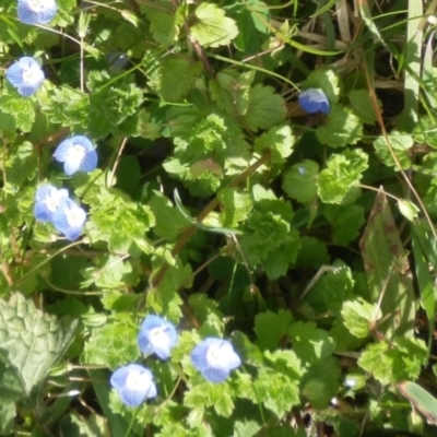 Veronica persica (Creeping Speedwell) at Jarramlee Pond - 26 Aug 2021 by johnpugh