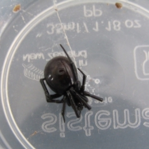 Steatoda grossa at McKellar, ACT - suppressed