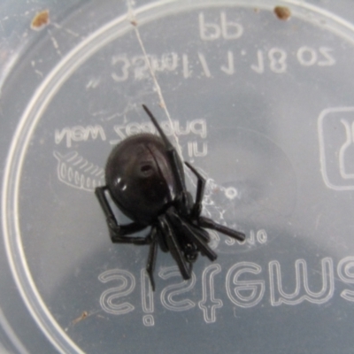 Steatoda grossa (Cupboard or Brown house spider) at McKellar, ACT - 26 Aug 2021 by Birdy