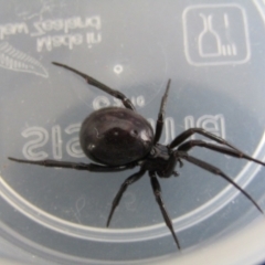 Steatoda grossa at McKellar, ACT - suppressed