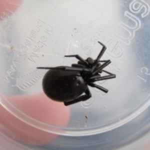 Steatoda grossa at McKellar, ACT - suppressed