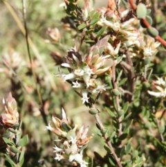 Brachyloma daphnoides (Daphne Heath) at Mount Taylor - 22 Aug 2021 by MatthewFrawley