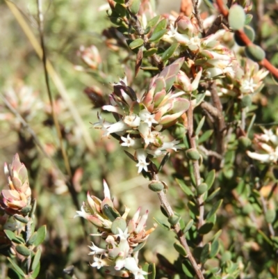 Brachyloma daphnoides (Daphne Heath) at Mount Taylor - 22 Aug 2021 by MatthewFrawley