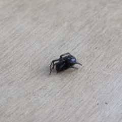 Steatoda grossa (Cupboard or Brown house spider) at McKellar, ACT - 26 Aug 2021 by Amata