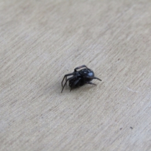 Steatoda grossa at McKellar, ACT - suppressed