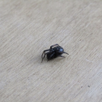 Steatoda grossa (Cupboard or Brown house spider) at McKellar, ACT - 26 Aug 2021 by Birdy