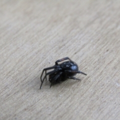 Steatoda grossa at McKellar, ACT - suppressed