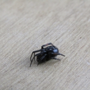 Steatoda grossa at McKellar, ACT - suppressed