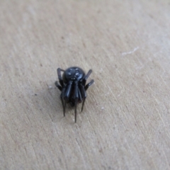 Steatoda grossa at McKellar, ACT - suppressed