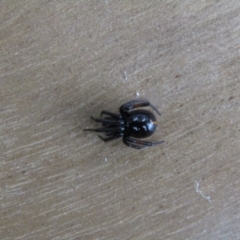 Steatoda grossa at McKellar, ACT - 26 Aug 2021