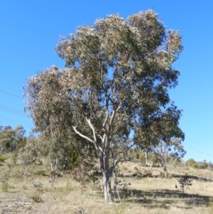 Eucalyptus blakelyi at Mount Taylor - 22 Aug 2021