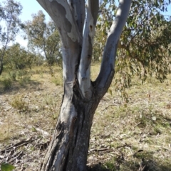 Eucalyptus blakelyi at Kambah, ACT - 22 Aug 2021