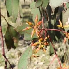 Eucalyptus blakelyi at Mount Taylor - 22 Aug 2021