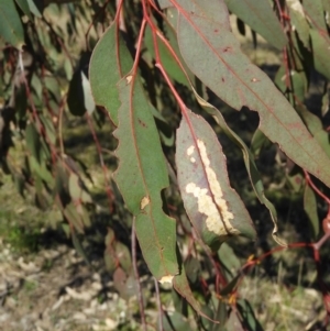 Eucalyptus blakelyi at Mount Taylor - 22 Aug 2021