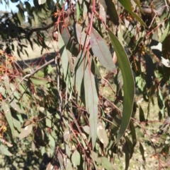 Eucalyptus blakelyi at Mount Taylor - 22 Aug 2021