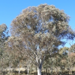 Eucalyptus rossii (Inland Scribbly Gum) at Mount Taylor - 22 Aug 2021 by MatthewFrawley