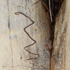 Eucalyptus rossii at Mount Taylor - 22 Aug 2021