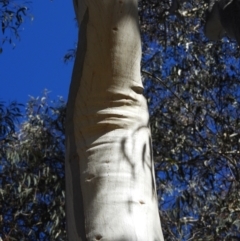Eucalyptus rossii at Mount Taylor - 22 Aug 2021
