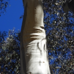 Eucalyptus rossii at Mount Taylor - 22 Aug 2021