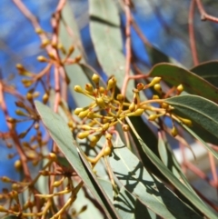 Eucalyptus rossii at Mount Taylor - 22 Aug 2021