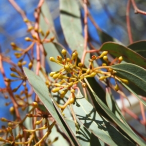 Eucalyptus rossii at Mount Taylor - 22 Aug 2021 02:46 PM