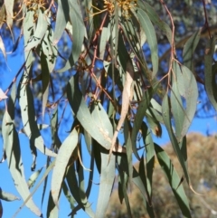 Eucalyptus rossii at Mount Taylor - 22 Aug 2021 02:46 PM