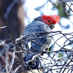 Callocephalon fimbriatum (Gang-gang Cockatoo) at Canyonleigh - 26 Aug 2021 by Snowflake