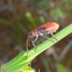 Leptocoris mitellatus (Leptocoris bug) at Wilcannia, NSW - 25 Aug 2013 by JanetRussell