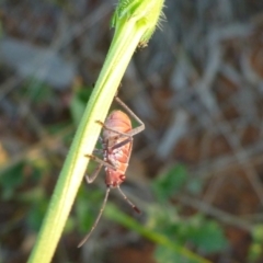 Leptocoris mitellatus at Wilcannia, NSW - 25 Aug 2013 05:41 PM