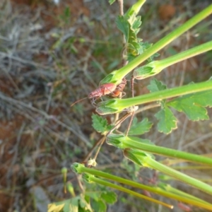 Leptocoris mitellatus at Wilcannia, NSW - 25 Aug 2013 05:41 PM