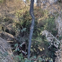 Rubus anglocandicans at Majura, ACT - 22 Aug 2021