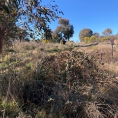 Rubus anglocandicans (Blackberry) at Majura, ACT - 22 Aug 2021 by waltraud