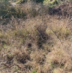 Rubus anglocandicans at Majura, ACT - 22 Aug 2021