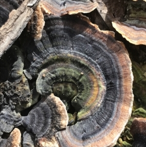 Trametes versicolor at Garran, ACT - suppressed