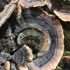 Trametes versicolor (Turkey Tail) at Garran, ACT - 19 Aug 2021 by Tapirlord