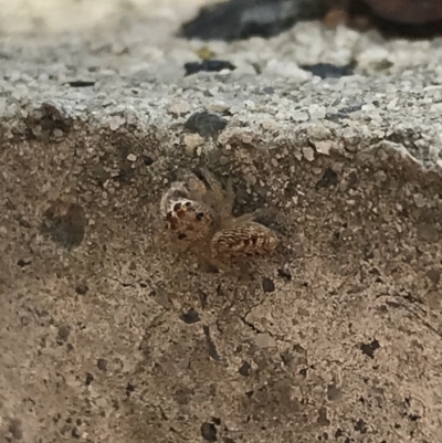 Opisthoncus sp. (genus) (Unidentified Opisthoncus jumping spider) at Garran, ACT - 21 Aug 2021 by Tapirlord