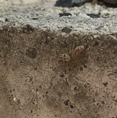 Opisthoncus sp. (genus) at Garran, ACT - 21 Aug 2021