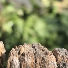 Opisthoncus sp. (genus) at Garran, ACT - suppressed