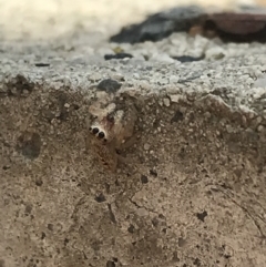 Opisthoncus sp. (genus) at Garran, ACT - suppressed