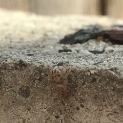 Opisthoncus sp. (genus) at Garran, ACT - suppressed