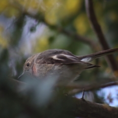 Petroica rosea (Rose Robin) at Gundaroo, NSW - 26 Aug 2021 by Gunyijan