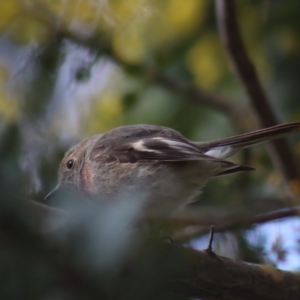 Petroica rosea at Gundaroo, NSW - 26 Aug 2021