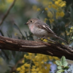 Petroica rosea at Gundaroo, NSW - 26 Aug 2021