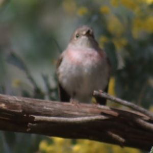 Petroica rosea at Gundaroo, NSW - 26 Aug 2021