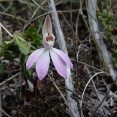 Caladenia fuscata (Dusky Fingers) at Boro, NSW - 26 Aug 2021 by Paul4K