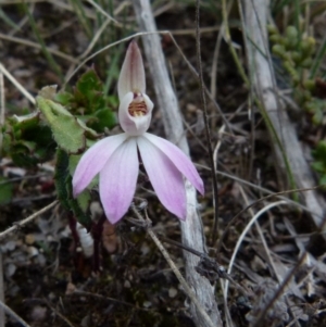 Caladenia fuscata at Boro, NSW - 26 Aug 2021