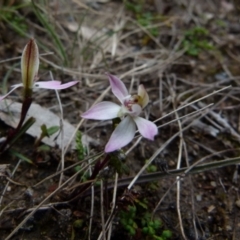 Caladenia fuscata at Boro, NSW - 26 Aug 2021