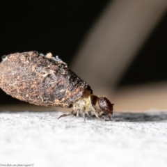 Cryptocephalinae sp. (sub-family) (A case-bearing leaf beetle) at Latham, ACT - 26 Aug 2021 by Roger