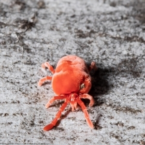 Trombidiidae (family) at Latham, ACT - 26 Aug 2021 02:13 PM