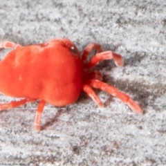 Trombidiidae (family) at Latham, ACT - 26 Aug 2021